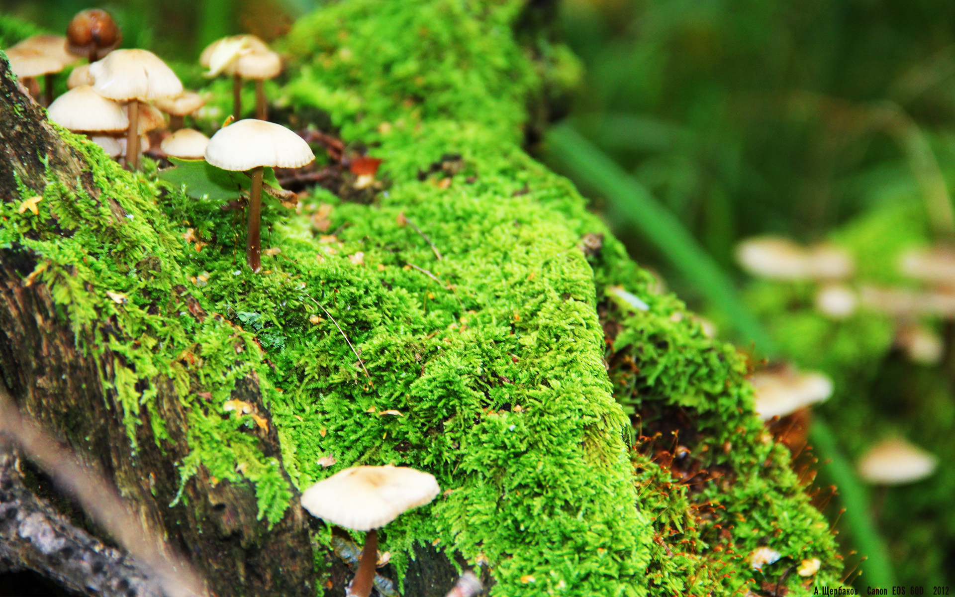 年度焦点之战之夜，李刚仁防守端锁死对手，铸就战术经典