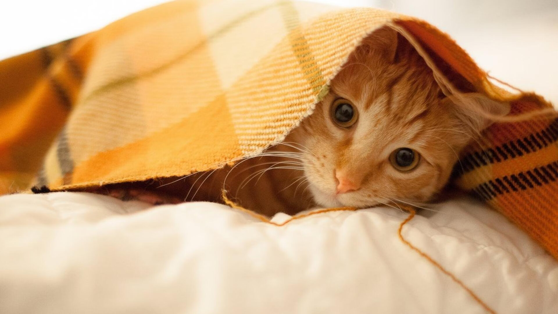 弗拉霍维奇一剑封喉，贝蒂斯爆冷终结阿森纳不败神话